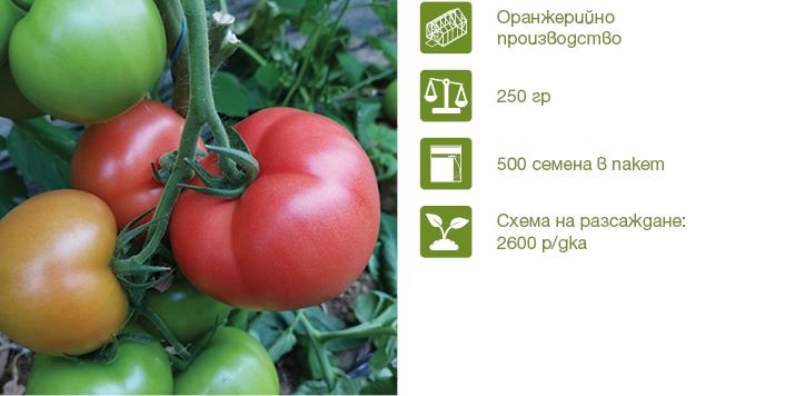 Професионални семена розов домат Мамстон от Синджента. Формира силно растение, което осигурява висок добив, дори в стресови условия и дълъг период на реколтиране.
