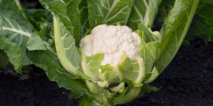 syngenta_semena_karfiol_cristof_715x355px_3.jpg