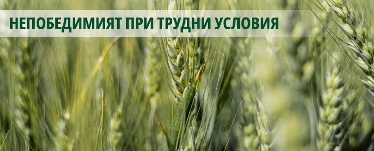 Pibrak_image_744x300px_01.jpg