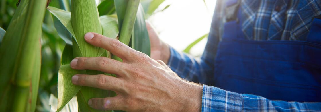 Cropwise Seed Selector