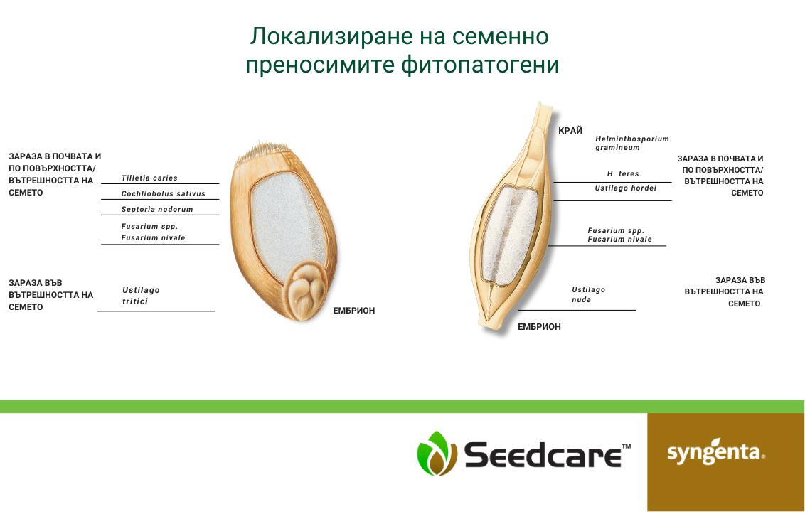 Локализиране на семенно  преносимите фитопатогени