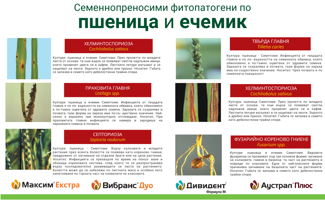 Семеннопреносими фитопатогени по пшеница и ечемик