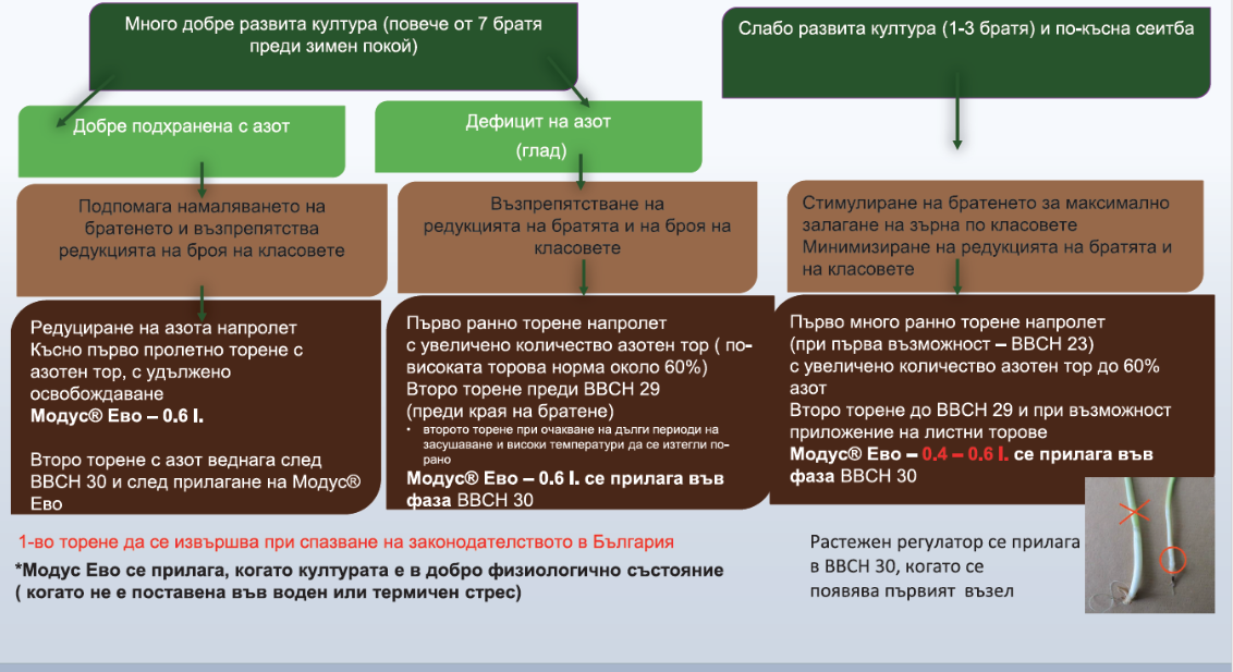 азотно торене хайвидо хибриден ечемик