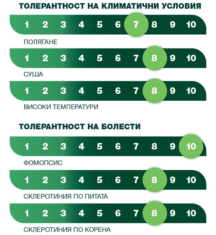 syngenta_2025_sun_tolerantnost_10_subaro_hts