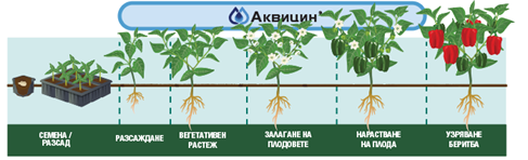 akvicin-3