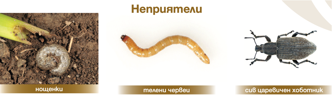 фортенца-спектър-на-действие